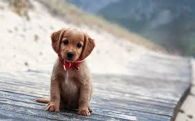 This color will spread to the rest of their body as they grow older. Hd Wallpaper Puppy With A Red Scarf Dark Golden Retriever Puppy Dog Animal Wallpaper Flare