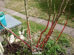 Der rosenschnitt sollte etwa fünf millimeter oberhalb einer knospe verlaufen, und zwar leicht schräg ansteigend. Alte Rosen Schneiden Gartenpflege Tipps