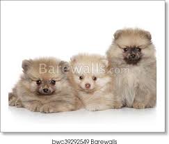 Adopt your new cute puppy today! Pomeranian Puppies On White Background Art Print Barewalls Posters Prints Bwc39292549