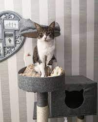 We did not find results for: 21 Ideas For Designing Organizing A Cat Room Extra Space Storage