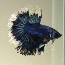 Live Betta Fish Dark Blue Opal White Rim Half Moon Premium Grade From Thailand Ebay Betta Fish Betta Halfmoon Betta