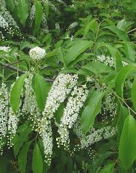 Image result for Prunus serotina