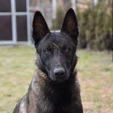 Both belgian malinois and german shepherds are herding breeds, who were originally developed to however, because they were developed in different places (germany vs belgium), by different. Belgian Malinois Army On Instagram Follow Malinois Army For More Double Tap Extreme Protection Malinois Malinois Belgian Malinois Army Dogs