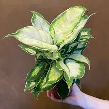 Image result for beautiful dieffenbachia
