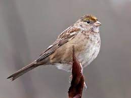 Watch for flocks of these sparrows scurrying through brushy borders and. White Crowned Sparrow Identification All About Birds Cornell Lab Of Ornithology