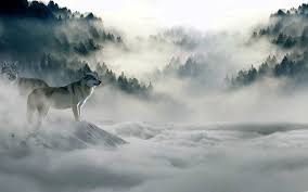 Best 4k Wolf Wallpapers Best 4k Wolf Wallpapers Wolf Wallpaper Desktop Wallpaper Xmas Wallpaper