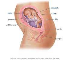 Pin On What My Baby Looks Like This Week