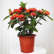 Image result for Ixora laurentii
