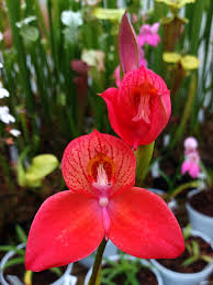 Image result for Disa hircicornis