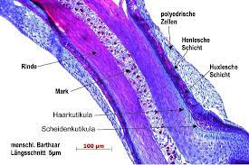 anmerkungen zum menschlichen haar