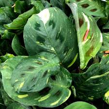 Image result for maranta