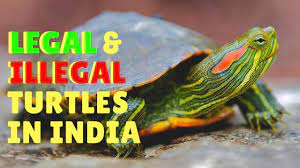Legal Illegal Turtles In India Youtube