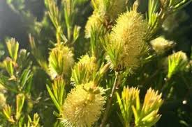 Image result for Myrtaceae
