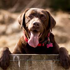Bring a puppy to be your companion. 10 Worst Dog Breeds For People With Allergies