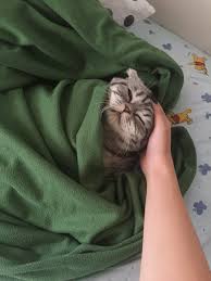 Ivailo Adli Kullanicinin Kediler Ve Sarkilar Panosundaki Pin Kedi Esprileri Kedileri Seviyorum Kediler Ve Yavrulari