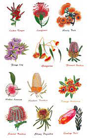 Australian Wildflower Google Search Australian Wildflowers Australian Flowers Australian Native Flowers