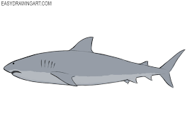 How to draw a shark step by step. How To Draw A Shark Easy Drawing Art