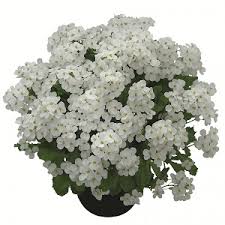 Image result for Arabis alpina