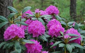 It likes humusy soils, so mixing in compost before planting is a good idea. Sharethelovesaturday This Week Goes To The West Virginia State Flower The Rhododendron Is One Of Our Favorites And Will Be Garden Shrubs Shrubs Rhododendron