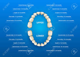 Children Mouth With Tooth Numbering Chart On Blue Background