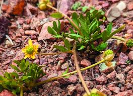 Image result for Ranunculus raeae