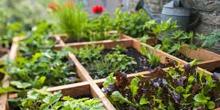 the pros and cons of square foot gardening vegetable garden raised beds square foot gardening fall garden vegetables