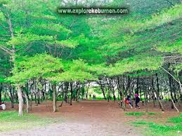 Pantai laguna ini berlokasi di waluyorejo, puring. Pantai Laguna Lembupurwo Terletak Di Kecamatan Mirit Kabupaten Kebumen Jawa Tengah Yang Masih Asri Pemandangan Lautnya Dilengkapi Dengan Edukasi Alamnya Mengenai Sejarah Pantai Tersebut