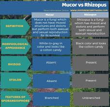 Difference Between Mucor And Rhizopus 3 In 2020 Circulatory System Peripheral Nervous System Contingency Theory