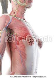 Anatomy of upper torso muscles. 3d Rendered Illustration Of A Females Upper Body Anatomy Canstock