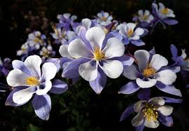 Here are 10 that should appear in every garden. Gail S Garden Prepare Perennials And They Ll Provide A Big Return The Journal