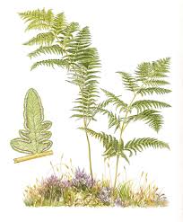 Image result for Pteridium aquilinum
