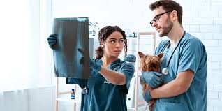 You can check the working days and hours below before going there. Laredo Animal Care Services For Your Pets Txwellness