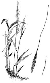 Image result for Pseudobromus