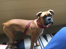 Black And White Boxer Puppies For Sale In California Boxer Puppy For Sale In San Jose Ca Adn 27177 On Puppyfinder Com Gender Female Age 6 Months Old Boxer Puppies For Sale Boxer Puppies Puppies For Sale