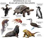 Animals of the Galapagos Islands Poster Print - Etsy