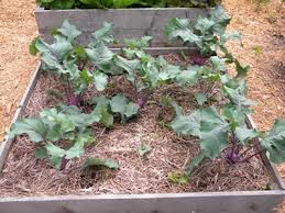 Check spelling or type a new query. Improve Efficiency In Your Vegetable Garden Veggie Gardener Forum