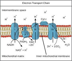 Pin By Ish Amor On Notes To Remember In 2020 Electron Transport Chain Oxidative Phosphorylation Biology