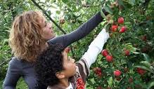 County Line Orchard in Northwest Indiana | Apple Picking