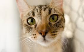 The eyes are the window to your soul, and that applies to cats who have a stunning variety of eye colours. Cool Facts About Cats Eyes Review At Cats Www Addlab Aalto Fi