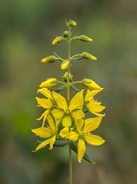 Image result for Lysimachia angustiloba
