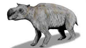Fra wikipedia, den gratis encyklopædi. Kiefer Von Riesenwombat Gefunden Tierwelt