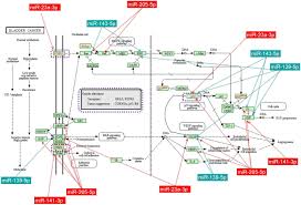 Bladder cancer is a common type of cancer that begins in the cells of the bladder. Connecting The Dots Between Different Networks Mirnas Associated With Bladder Cancer Risk And Progression Springerlink