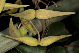 Image result for Tacazzea rosmarinifolia