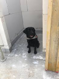 Maya henry is a popular international model in the united states. Blindenfuhrhund Blindenfuhrhundschule Seitle
