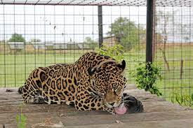 I have been told by a forum member that i'm a wealth of knowledge just know i can't spell for shirt. Jaguar Reintroduction Plan In Argentina Represents Rare Good News Story For Big Cats