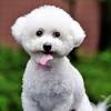 The next group of white dog breeds we will look at are pups that fall into the large category, but their coats are usually shorter. 1