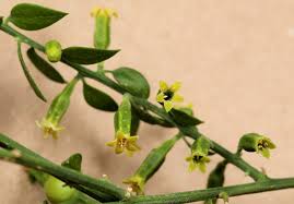 Image result for Osyridicarpos