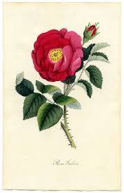 Check spelling or type a new query. Remodelaholic 25 Free Printable Vintage Floral Images