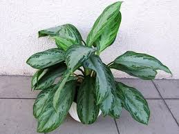 We did not find results for: How To Guide To Growing And Maintaining Aglaonema Properly Rooted