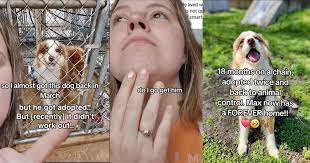 Welcome home Max!": Fate brings shelter dog back to his 'soul family' a  month after they missed out